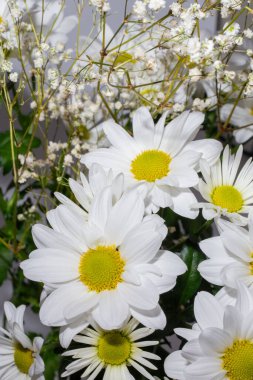Bir buket beyaz kasımpatı. Tam çiçeklenmiş sarı merkezli...