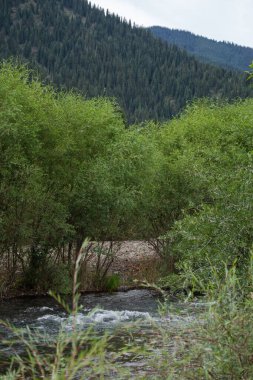 Sahilde yemyeşil yemyeşil bir nehir ormanlık bir dağ yamacının altında. Yeşil-mavi tonlu berrak su. Huzurlu doğal manzara.
