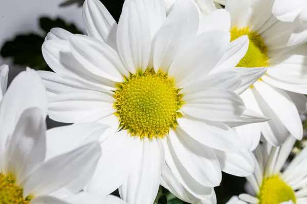 stock image A stunning white daisy flower in full bloom set against a clean white background, exuding purity and elegance.