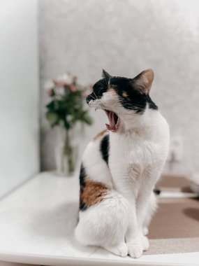 Sevimli beyaz, siyah ve turuncu bir kedi. Büyüleyici gözleri olan. Renkli bir buket çiçeğin yanındaki ahşap bir masada esniyor..