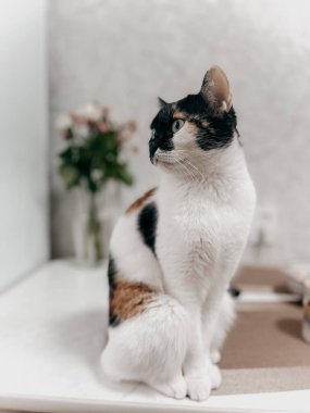 Yeşil gözlü renkli bir kedi, bir vazo çiçeğin yanındaki masada oturur ve tuhaf bir ifadeyle doğrudan kameraya bakar..