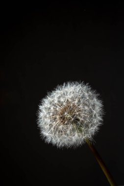 Siyah zemin üzerinde izole edilmiş tüylü beyaz karahindiba tohumu başı yakın çekim makro fotoğraf. Dileklerin, rüyaların, kırılganlığın ve doğal botanik güzelliğinin sembolü..