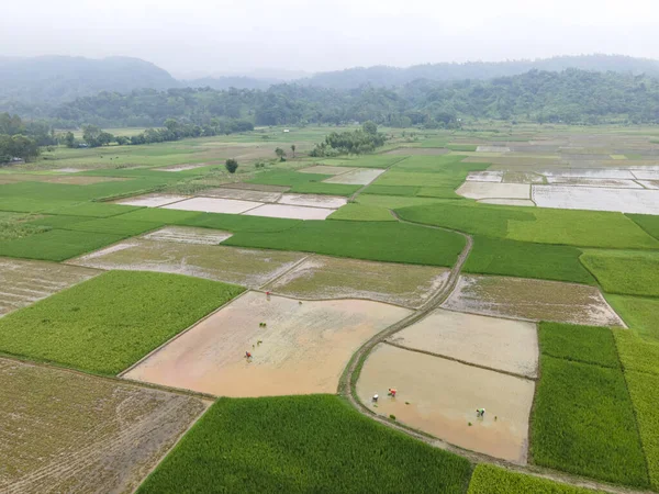 Sierpnia 2023 Chittagong Bangladesz Pięciu Kolejnych Dniach Deszczu Rolnicy Regionu — Zdjęcie stockowe