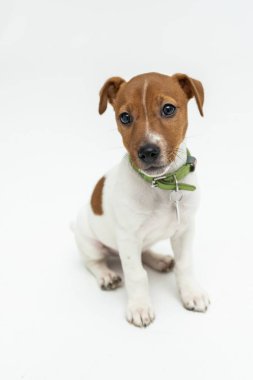 Kack Russell Terrier 'ın portresi beyaz stüdyo arka planında sakince dikilip yukarıya bakıyor. Hareket kavramı, veteriner, cins, evcil hayvan, hayvan hayatı. İlan için alanı kopyala