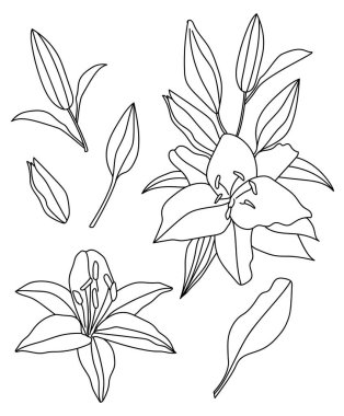 Lilies branch and leaves isolated on a white background. Set of lily flowers and leaves.