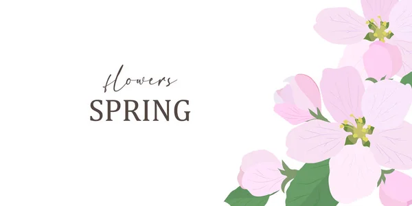 Apfelblüten Mit Grünen Blättern Isoliert Auf Weißem Hintergrund Frühlingsblumen Banner — Stockvektor