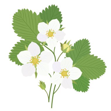 Çilek çiçekli bir çalı ve beyaz bir arka planda izolasyon bırakır. Vektör çizimi. EPS 10.