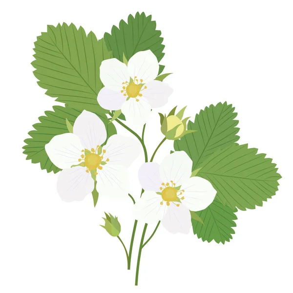 Buisson Avec Des Fleurs Fraise Laisse Isolement Sur Fond Blanc — Image vectorielle