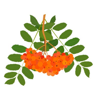 Beyaz arka planda yeşil yapraklı Rowan meyvesi. Vektör illüstrasyonu.