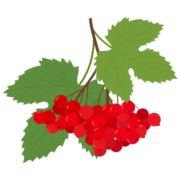 Viburnum Berry Rouge Avec Des Feuilles Isolées Sur Fond Blanc — Image vectorielle