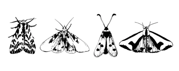 Mariposas Silueta Negra Aisladas Sobre Fondo Blanco Conjunto Cuatro Insectos — Vector de stock