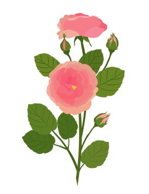 Beyaz arka planda izole edilmiş pembe güller. Vektör illüstrasyonu.