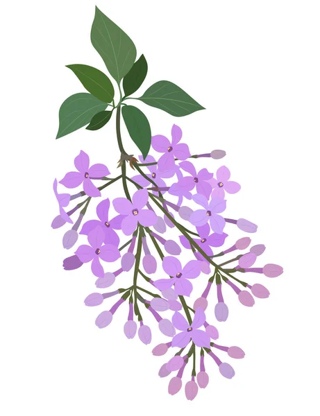 Branch of purple lilac flowers with leaves isolated on a white background. Vector illustration.