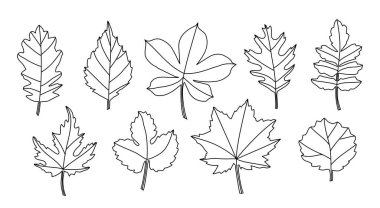 Çizgi çizilmiş yapraklar beyaz arkaplanda izole edilmiş. Dokuz çizim yaprağı.