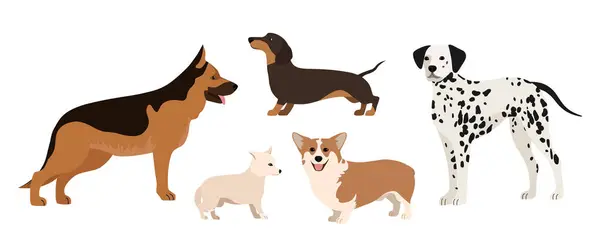 Beyaz arka planda izole edilmiş beş köpek takımı. Chihuahua, dachshund, çoban ve dalmaçyalı köpekler.