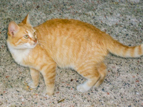Gelbe Katze Auf Dem Boden — Stockfoto
