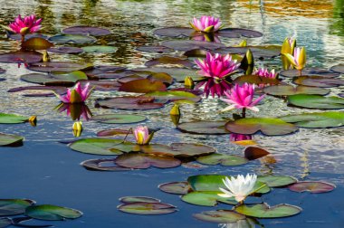 Pembe ve beyaz çiçekli nilüferler yeşil yapraklar ve parlak gün ışığında yakalanan ince su yansımaları ile sakin bir gölette yüzüyorlar..