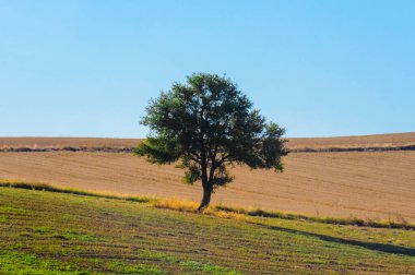 Güneşli bir günde, toplanan bir tarlanın ortasında tek başına duran bir ağaç berrak mavi gökyüzü ve yumuşak tepeler huzurlu bir kırsal alan oluşturuyor..
