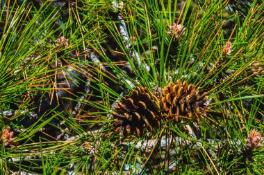 Keskin yeşil çam iğneleriyle çevrili bir çam kozalağının yakın görüntüsü. Yüksek detaylı doku ve canlı orman renkleri doğa arka planı veya tasarım kullanımı için idealdir.