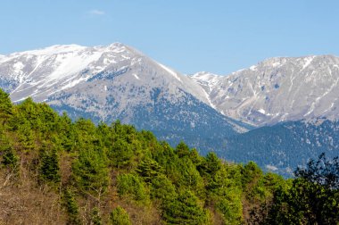 Yunanistan 'ın Corinth kentindeki Ziria Dağı' nın görkemli karla kaplı zirveleri, ön planda gür çam ormanı ve doğal dağ manzarasında canlı bahar atmosferiyle.