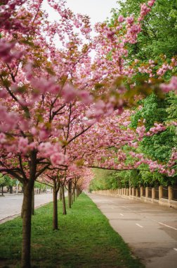 Parkta güzel bir bahar.