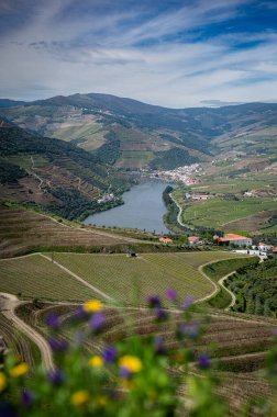 Portekiz, Douro Vadisi 'ndeki üzüm bağları.