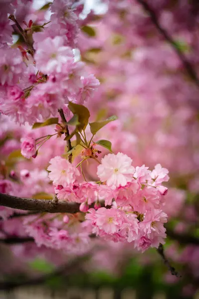 Kiraz çiçeği, sakura ağacı, pembe kiraz çiçekleri.