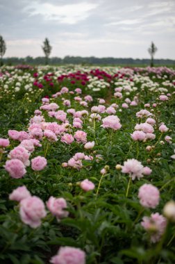 Bahçedeki güzel renkli çiçekler.
