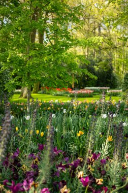 Renkli bahar bahçesi, keukenhof bahçeleri, Hollanda