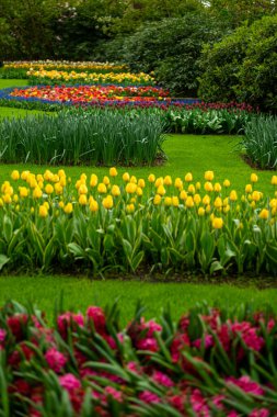 Renkli bahar bahçesi, keukenhof bahçeleri, Hollanda