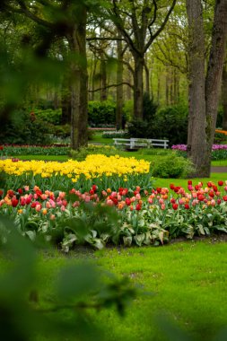 Renkli bahar bahçesi, keukenhof bahçeleri, Hollanda