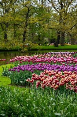 Renkli bahar bahçesi, keukenhof bahçeleri, Hollanda