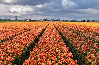 Hollanda 'daki renkli lale tarlası