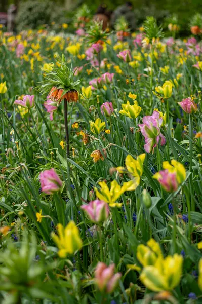 Renkli bahar bahçesi, keukenhof bahçeleri, Hollanda
