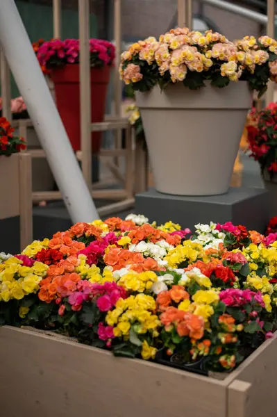 Renkli bahar bahçesi, keukenhof bahçeleri, Hollanda