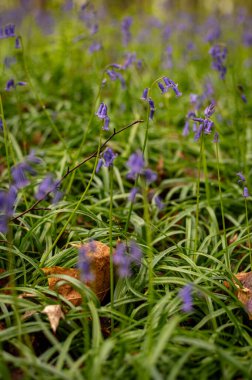Belçika ormanlarında çan çiçekleri açıyor. Hallerbos, sümbüller