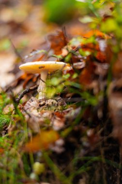 Ormandaki mantarlar, ormandaki arka plan