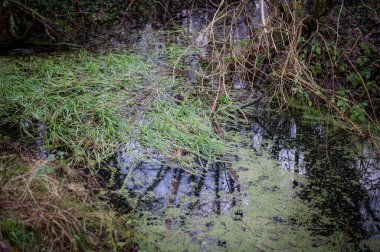 Ormanda çimen ve yosun bataklığı