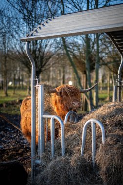 Walking highland cattle on sunset, scottish cow. Scottish highland cattle bread cow on the belgium farm. clipart