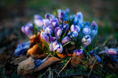 Vahşi doğada safran çiçeklerini topladıktan sonra safran çiçekleri. mor ve beyaz çiçek grubu.