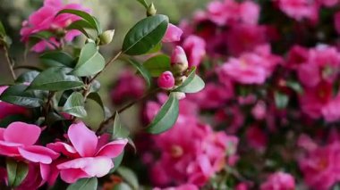 Pembe kamelya Japonica çiçeğinin göz kamaştırıcı yakın çekimi, parlak yeşil yapraklarla çevrili. Yumuşak bokeh arka plan bu bahar çalılığının narin güzelliğini arttırır.