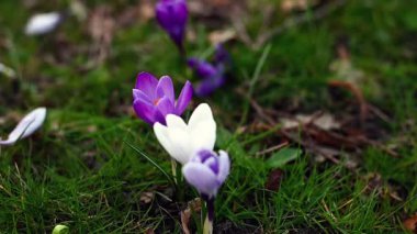 Vahşi doğada safran çiçeklerini topladıktan sonra safran çiçekleri. mor ve beyaz çiçek grubu.