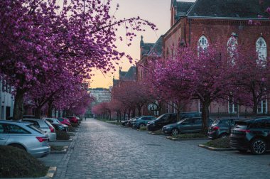 Gent, Belçika 'da büyüleyici bir kaldırım taşı caddesi boyunca çiçek açmış pembe kiraz ağaçlarının resimli bir sahnesi. Narin taç yaprakları rüya gibi bir bahar havası yaratır..