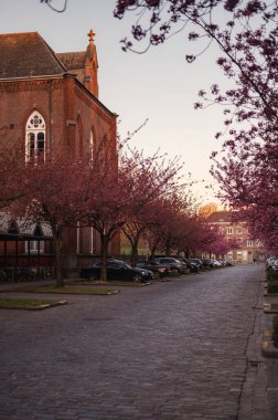 Gent, Belçika 'da büyüleyici bir kaldırım taşı caddesi boyunca çiçek açmış pembe kiraz ağaçlarının resimli bir sahnesi. Narin taç yaprakları rüya gibi bir bahar havası yaratır..