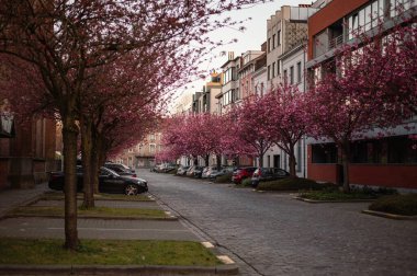 Gent, Belçika 'da büyüleyici bir kaldırım taşı caddesi boyunca çiçek açmış pembe kiraz ağaçlarının resimli bir sahnesi. Narin taç yaprakları rüya gibi bir bahar havası yaratır..