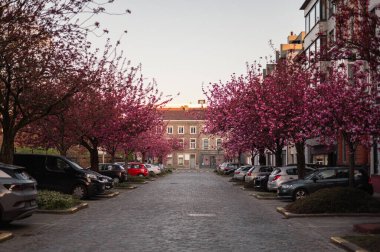 Gent, Belçika 'da büyüleyici bir kaldırım taşı caddesi boyunca çiçek açmış pembe kiraz ağaçlarının resimli bir sahnesi. Narin taç yaprakları rüya gibi bir bahar havası yaratır..