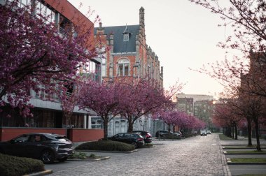 Gent, Belçika 'da büyüleyici bir kaldırım taşı caddesi boyunca çiçek açmış pembe kiraz ağaçlarının resimli bir sahnesi. Narin taç yaprakları rüya gibi bir bahar havası yaratır..