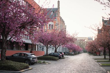 Gent, Belçika 'da büyüleyici bir kaldırım taşı caddesi boyunca çiçek açmış pembe kiraz ağaçlarının resimli bir sahnesi. Narin taç yaprakları rüya gibi bir bahar havası yaratır..