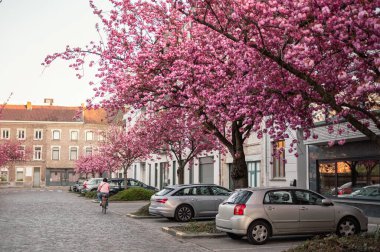 Gent, Belçika 'da büyüleyici bir kaldırım taşı caddesi boyunca çiçek açmış pembe kiraz ağaçlarının resimli bir sahnesi. Narin taç yaprakları rüya gibi bir bahar havası yaratır..