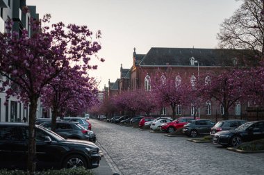 Gent, Belçika 'da büyüleyici bir kaldırım taşı caddesi boyunca çiçek açmış pembe kiraz ağaçlarının resimli bir sahnesi. Narin taç yaprakları rüya gibi bir bahar havası yaratır..